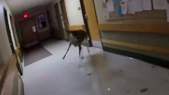 ABD'de Huzurevine Giren Geyiğin Polis Operasyonu ile Yakalandığı Anlar