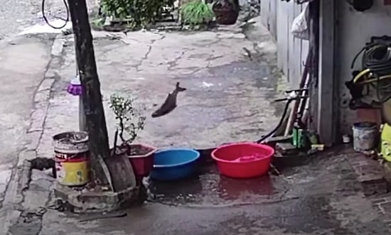 Prison Break İşine Bak: Leğenin İçinden Çıkıp Başarılı Bir Kaçış Gerçekleştiren Balık