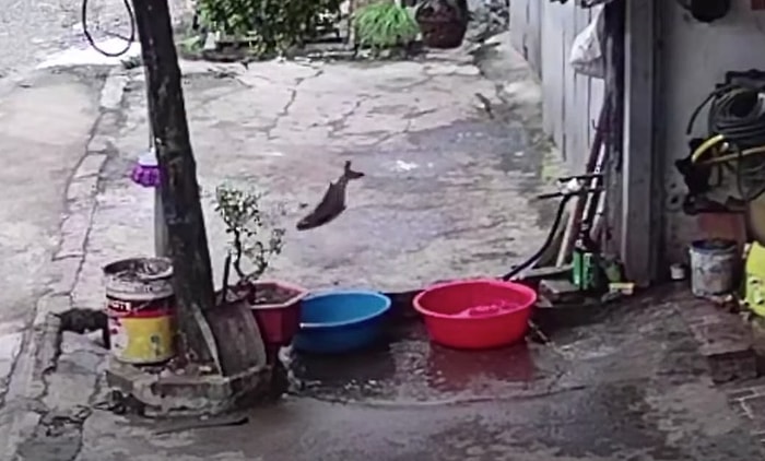 Prison Break İşine Bak: Leğenin İçinden Çıkıp Başarılı Bir Kaçış Gerçekleştiren Balık