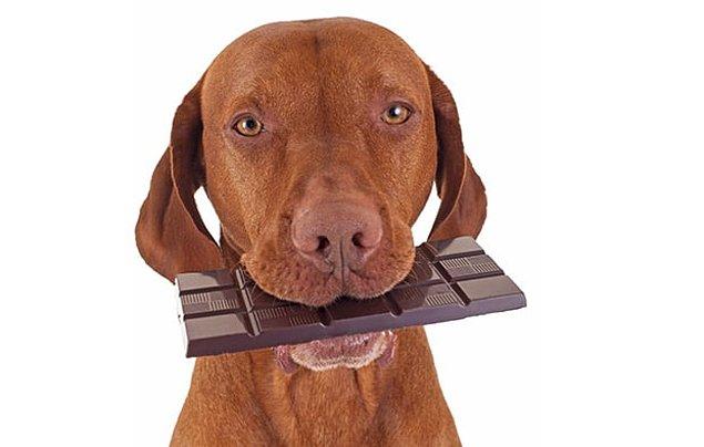 3. Köpeklerin az miktarda çikolata yemeleri midelerini rahatsız eder. Fakat fazla miktarda tüketmeleri nöbet geçirmelerine, iç kanama ve kalp krizi riski oluşturabilir.