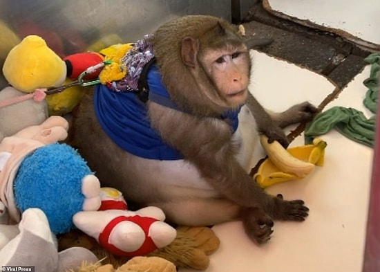 Обезьяна, которую откормили на тайском рынке, была спасена после того, как ее видео стало вирусным в Сети