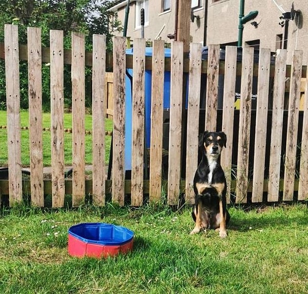 5. "Заказала своей собаке большой бассейн, где она могла бы поплавать в жаркий день. Моя малышка не впечатлена".