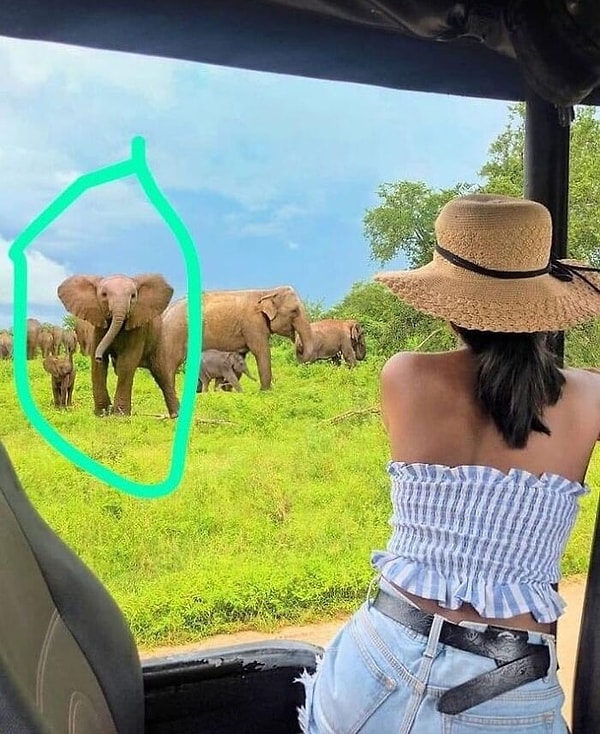 6. Эта блогерша прифотошопила африканских слонов к своей фотографии на Шри-Ланке
