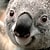 koala70223321
