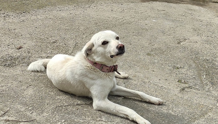 Sahibi Tedavi Gören 'Pamuk' Köpek, 14 Gün Hastane Kapısında Bekledi