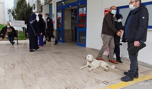 Sahibi Tedavi Gören 'Pamuk' Köpek, 14 Gün Hastane Kapısında Bekledi