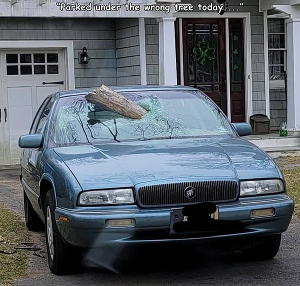 8. "Сегодня я припарковался под неправильным деревом".