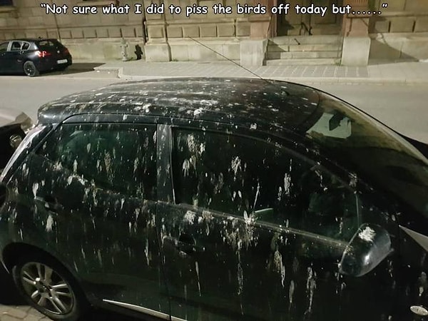 12. "Не уверен, что я такого сделал, чтобы так сильно взбесить птиц".