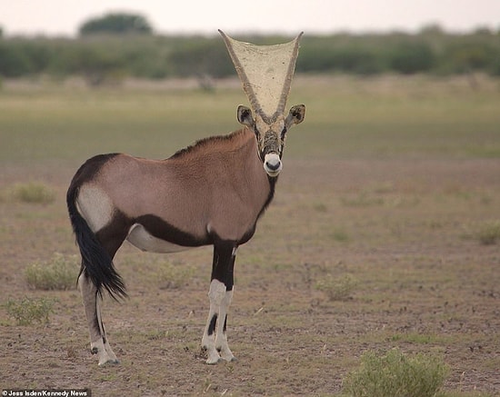 Антилопа гуляла с паутиной на рогах несколько дней, чем удивила туристов в Ботсване