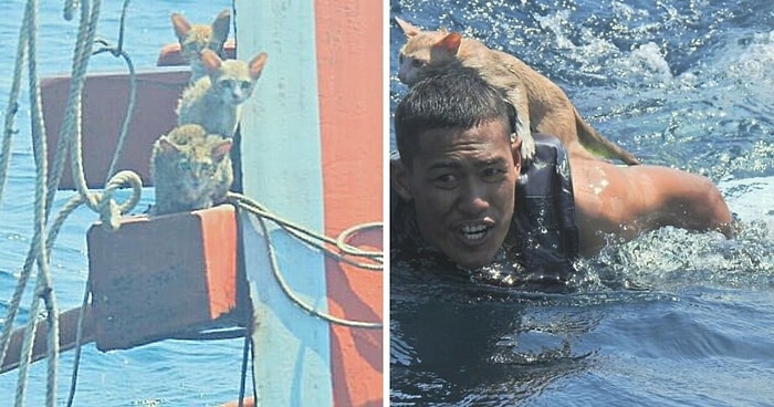 Офицер из Таиланда прыгнул в открытый океан, чтобы спасти четырех кошек с быстро тонущего корабля