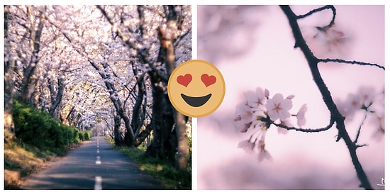 Здравствуй, весна 2021!: Японский фотограф запечатлел цветение сакуры в стране восходящего солнца, и это настоящее волшебство