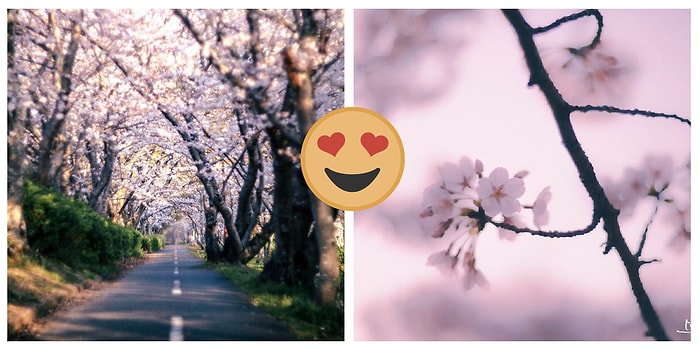Здравствуй, весна 2021!: Японский фотограф запечатлел цветение сакуры в стране восходящего солнца, и это настоящее волшебство