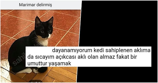 'Delirmiş' Dediği Kedisini Sahibinden.com'a İlan Koyup Sahiplendirmeye Çalışan Kişi İnsanları İkiye Böldü