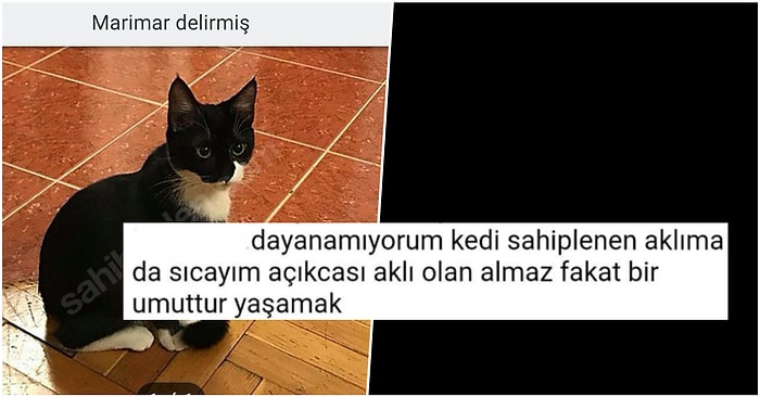 'Delirmiş' Dediği Kedisini Sahibinden.com'a İlan Koyup Sahiplendirmeye Çalışan Kişi İnsanları İkiye Böldü