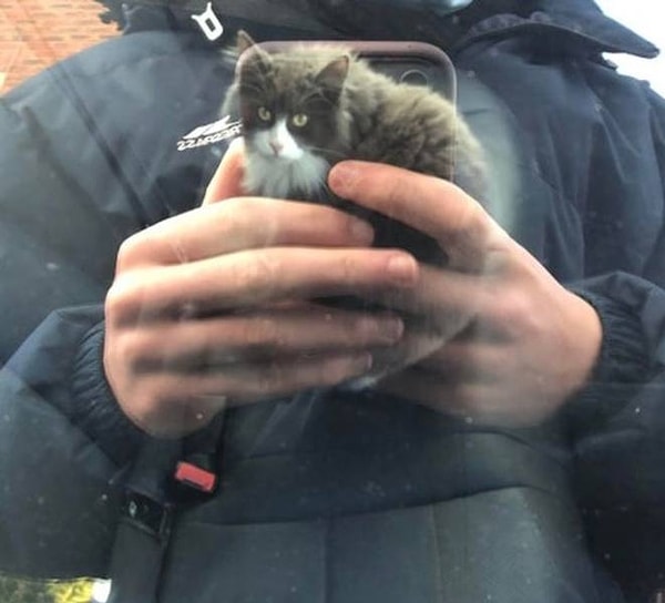 2. "Нет, я не держу в руках этого кота".