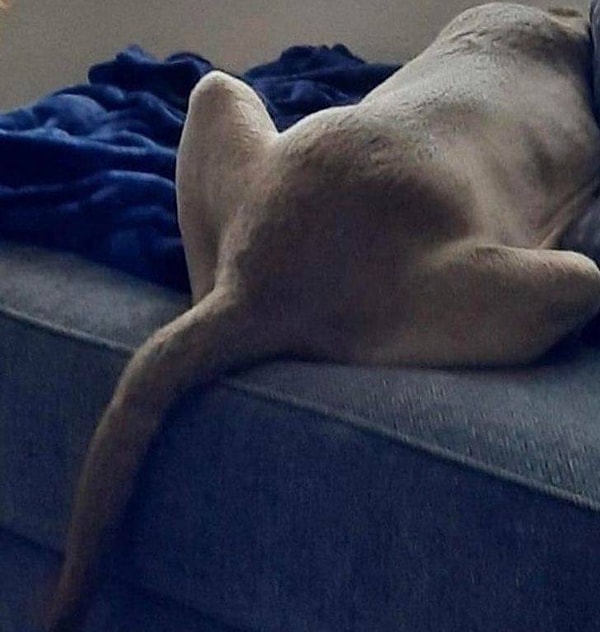 3. "Моя спящая собака прикидывает слоником".