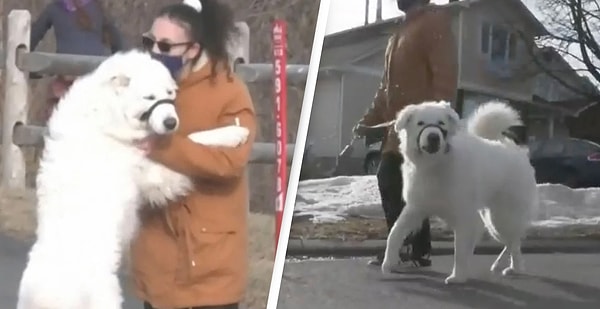 Clover da yoldan geçen araçların önüne atlayarak yardım istiyor. ❤