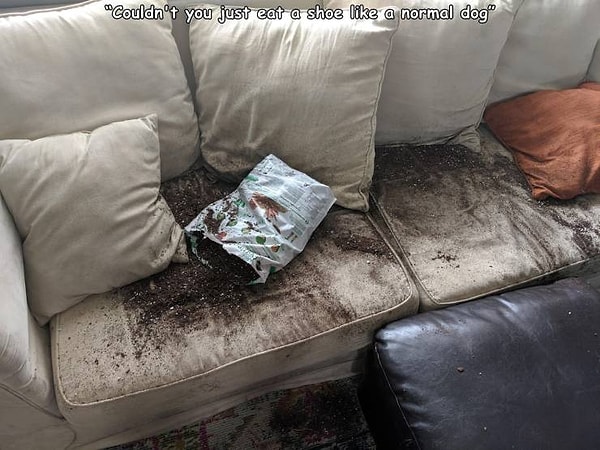 2. "Почему моя собака просто не может сгрызть ботинок, как все остальные псы?!"