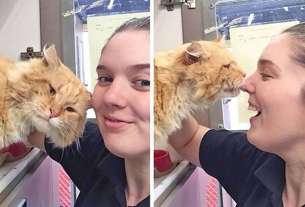 7. "Я работаю в приюте для котов и периодически шлю своему парню фото в стиле "Можно мы возьмем этого милого котика к себе?" Вот это фото наконец сработало!"