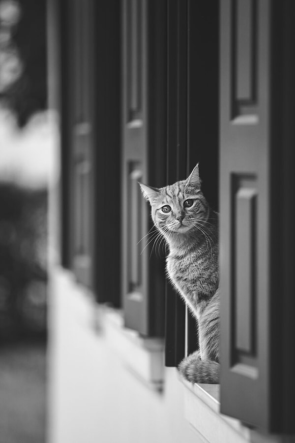 3. Котик Рики разочарован , потому что идет дождь и он не может выйти на улицу