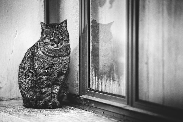 11. Просто дремлит ...