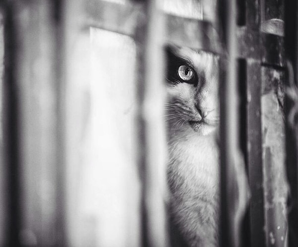 12. Коты все видят