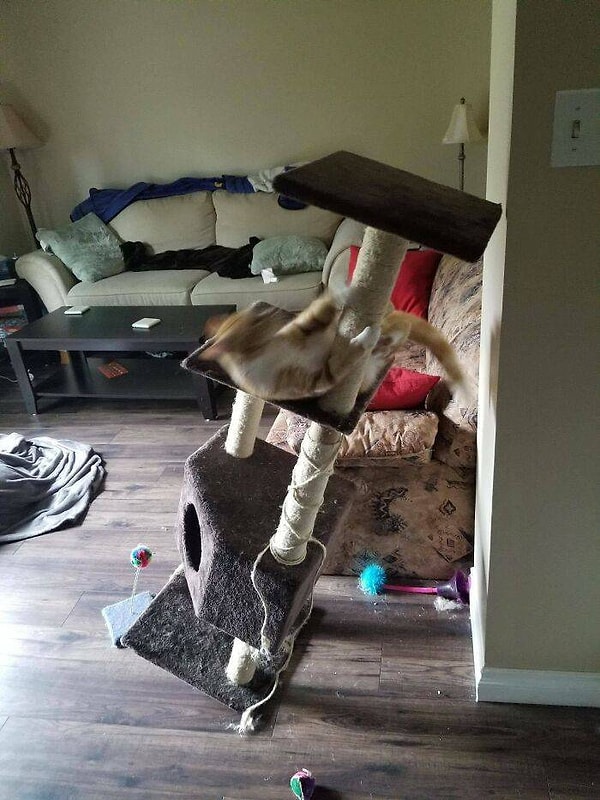 14. "Опишите своего кота одной фотографией".