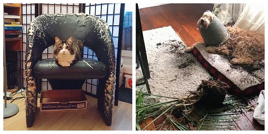 12 бессовестных домашних животных, которые ни капельки не жалеют о своих поступках