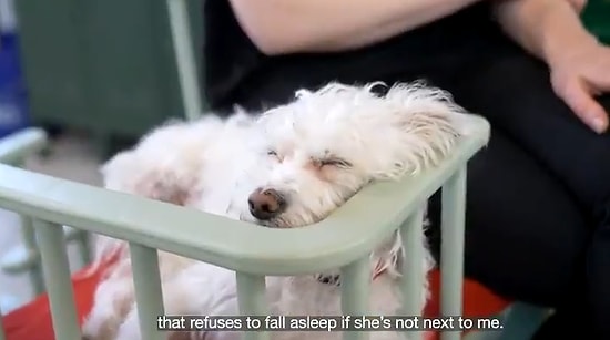 İcatların Kraliçesi Simone Giertz'den Aşırı Faydalı İcat: Dostlarının Yanında Oturmak İsteyen Köpek Sandalyesi