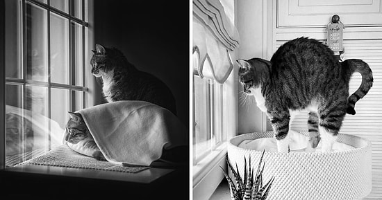 Кошки любят окна, и это факт: 15 фото от фотографа, которая нашла свое вдохновение в пушистиках на подоконниках