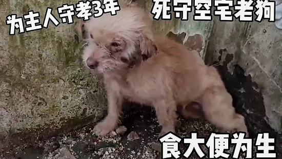 İnsan Dostu Öldükten Sonra Evde Tek Başına Yaşamaya Devam Eden Köpeğin, Kurtarılıp Yaşadığı İnanılmaz Değişim
