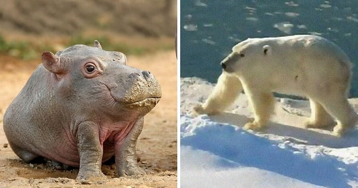 Вы будете смеяться вслух! Аккаунт в Instagram показывает, как животные выглядели бы без шеи (20 фото)