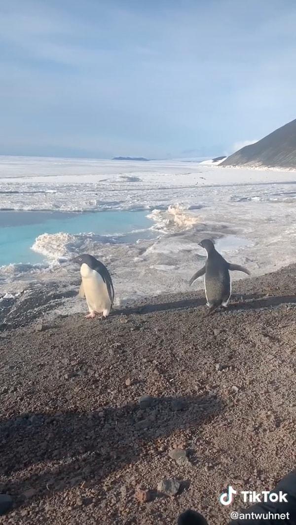 Sabah uyandığımızda kar yağdığını görmemize şaşırdığımız şu zamanlarda dışarıda penguenlerin gezdiğini düşünebiliyor musunuz?