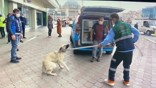 8 Yaşındaki Çocuk Kafasından Isırıldı, Belediyenin 'Minik Dostumuz' Tweeti Tepkilere Neden Oldu