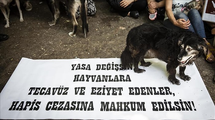 Köpeğe Cinsel Saldırıda Bulundu; 'Sarhoştum, Hatırlamıyorum' Dedi!