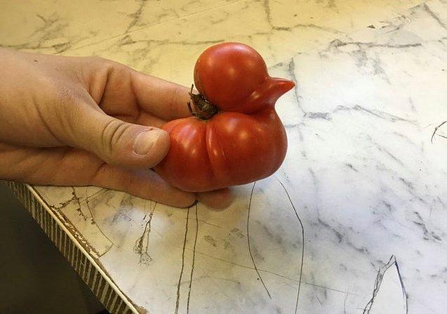 4. Ördek şeklinde büyüyen domates: