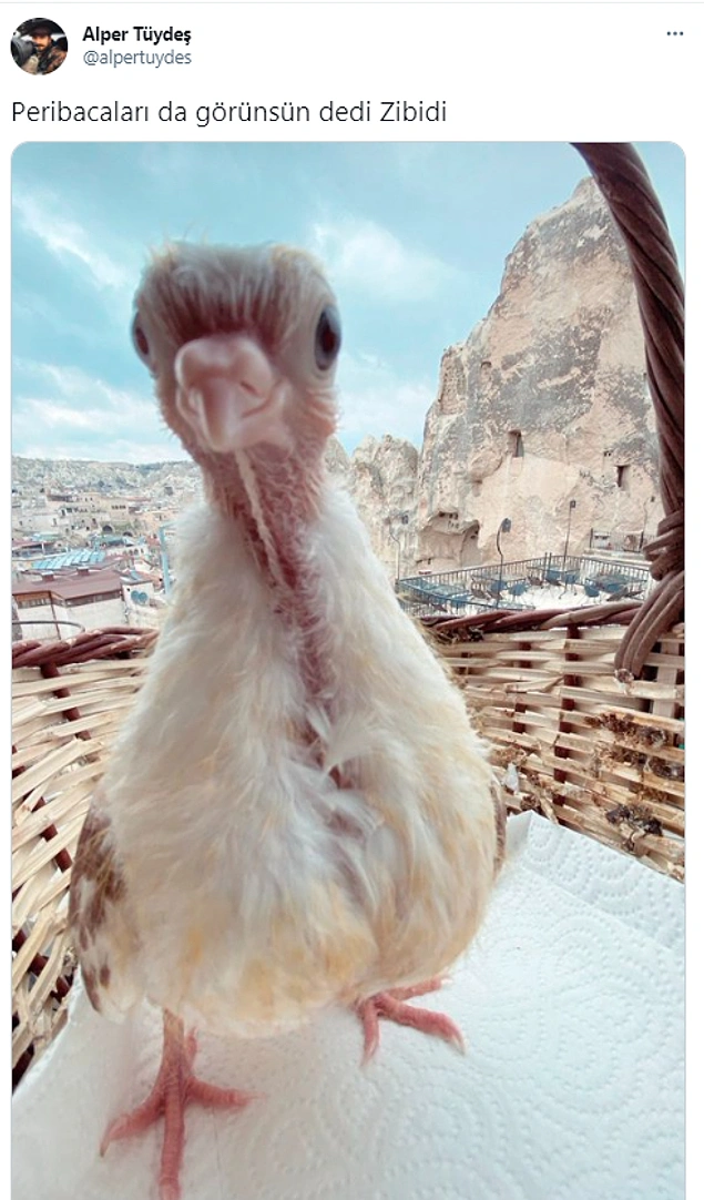 "WhatsApp'tan atsana fotoyu."
