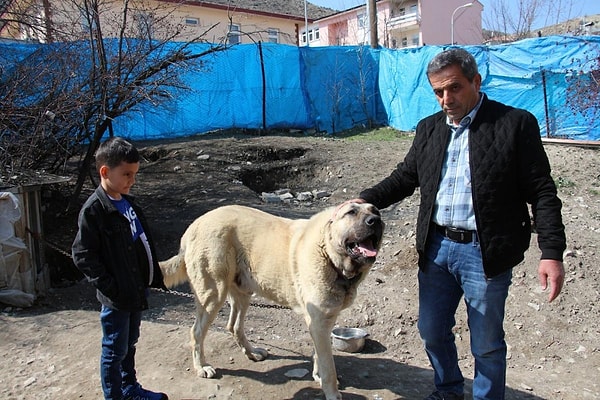 Fikret Demirci'nin 22 aylık Kangal köpeğin konuştuğunu iddia ederek şunları söyledi: