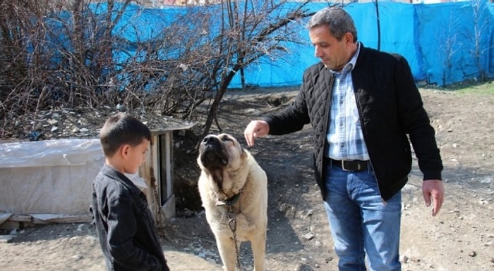 Böyle Bir Şey Olabilir mi? Erzurum'da Bir Vatandaş Köpeğinin Dile Gelip 'Benim Adım Ejder' Dediğini İddia Etti