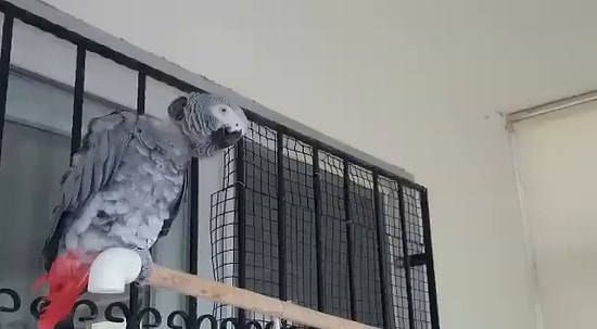 İYİ Parti Genel Başkan Yardımcısı Papağana Andımız'ı Öğretti: 'Papağan Kadar Olamayanlara İthaf Olunur'