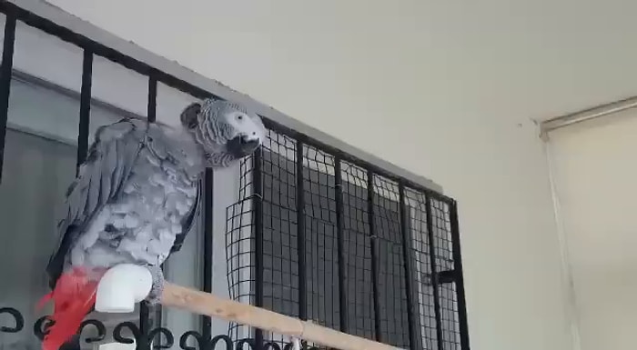 İYİ Parti Genel Başkan Yardımcısı Papağana Andımız'ı Öğretti: 'Papağan Kadar Olamayanlara İthaf Olunur'