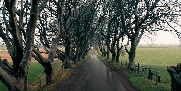 64. The Dark Hedges, İrlanda: