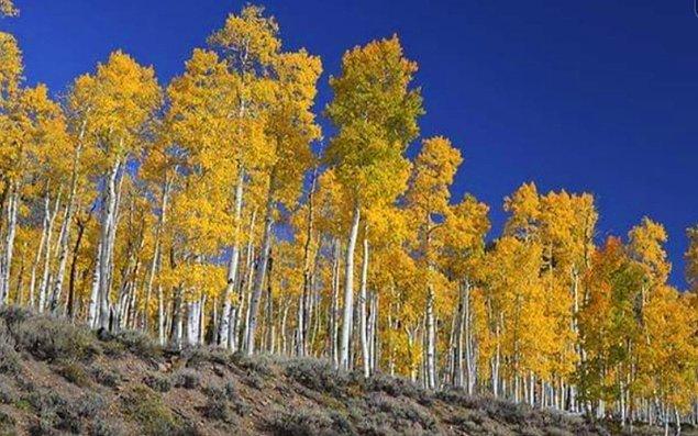 9. Utah'da bulunan Pando, dünya üzerindeki en büyük yaşayan organizma olarak kabul edilmektedir.