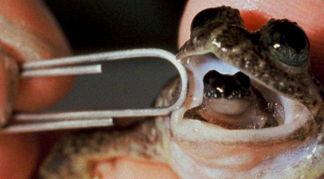 20. Aynı zamanda ornitorenk kurbağası olarak bilinen bu 'gastric brooding frog' midesini rahme çevirebilmesiyle ünlüdür.