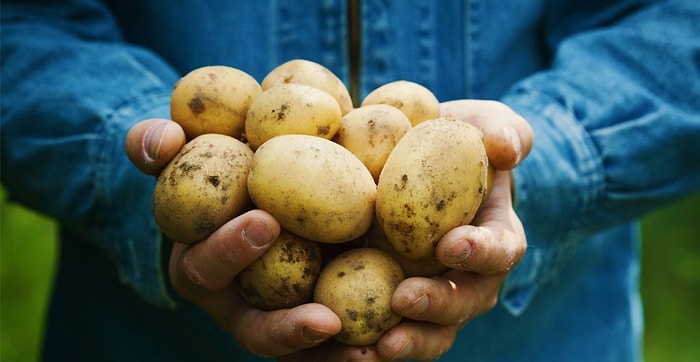 1 Milyon 300 Bin Ton Patates Depolarda Çürüyor...