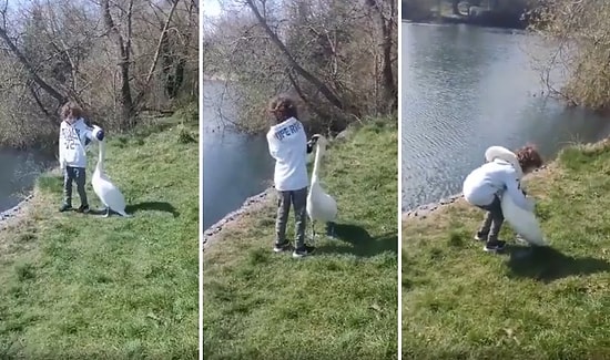 Sürekli Olarak Parka Gidip Beslediği Kuğu ile Dost Olan Ufaklığın Muhteşem Anları