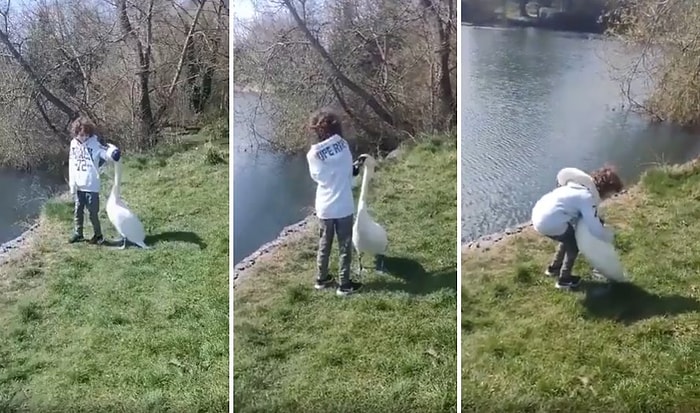 Sürekli Olarak Parka Gidip Beslediği Kuğu ile Dost Olan Ufaklığın Muhteşem Anları