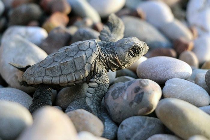 İklim Değişikliği Onları da Etkiledi: Caretta Carettaların Yuvadan Çıkış Süreleri 47 Güne Düştü