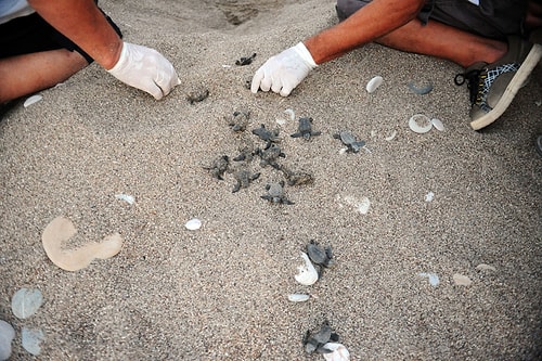 İklim Değişikliği Onları da Etkiledi: Caretta Carettaların Yuvadan Çıkış Süreleri 47 Güne Düştü