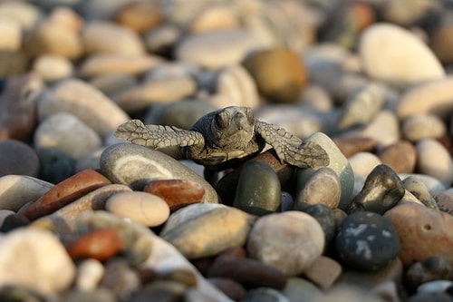 İklim Değişikliği Onları da Etkiledi: Caretta Carettaların Yuvadan Çıkış Süreleri 47 Güne Düştü